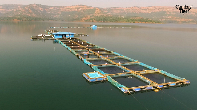 Cambay Tiger Bridging the Seafood Gap with Sustainable Aquaculture During the Indian Fishing Ban