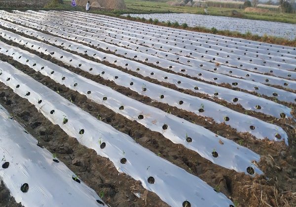 Microplastics are not just polluting our oceans but also contaminating our soil: New study reveals