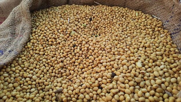 India’s Non-GMO Soy Sector Prepares for EUDR Compliance with Support from SOPA and TRST01
