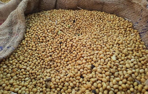 India’s Non-GMO Soy Sector Prepares for EUDR Compliance with Support from SOPA and TRST01