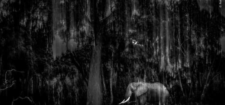 Indian Wildlife Photographer Rahul Sachdev Receives Highly Commended Honour at Wildlife Photographer of the Year 2025